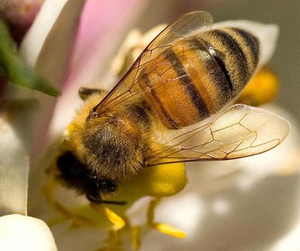 méh propolisz
