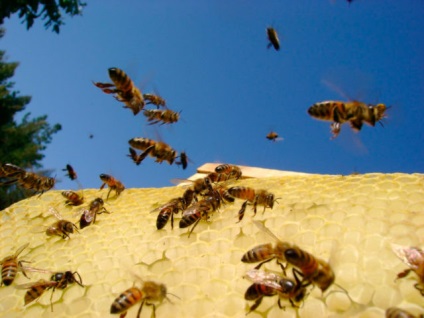 Méz és a lopás védelmi módszerek