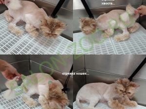 Perzsa macska (perzsa) (tisztálkodás, fésülés), a perzsa macska egy hajvágás otthon olcsón Reutov (cut perzsa) Perzsa macska (perzsa) (tisztálkodás, fésülés), a perzsa macska egy hajvágás otthon olcsón Reutov