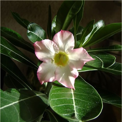 Az első virágzás Adenium - Adenium haza vetőmag növény