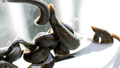 Piócák otthon, mint egy boltban, és tartsa őket a hosszú távú terápiás felhasználásra (Home) Piócák otthon, mint egy boltban, és tartsa őket a hosszú távú terápiás alkalmazása