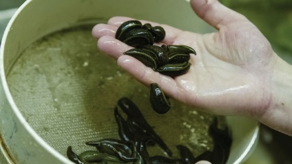 Piócák otthon, mint egy boltban, és tartsa őket a hosszú távú terápiás alkalmazása (pióca) Piócák otthon, mint egy boltban, és tartsa őket a hosszú távú terápiás alkalmazása