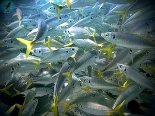 Planktonok, mint egy útmutató, és alapja a diéta cápák
