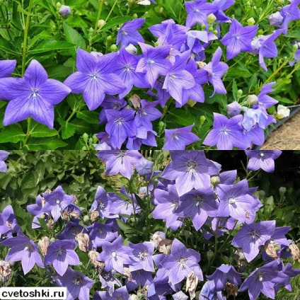 Platikodon macranthon otthon fotó virág ültetés és gondozás