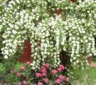 Platikodon macranthon otthon fotó virág ültetés és gondozás