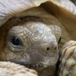 Tüdőgyulladás krasnouhih teknős otthoni kezelés és tünetek