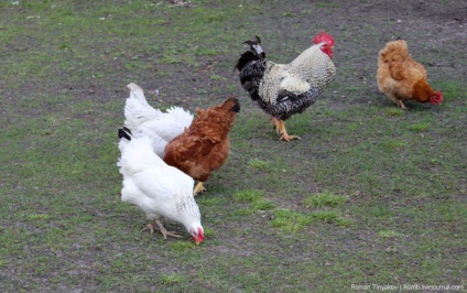 Чому кури несуть яйця з тонкою шкаралупою, що робити