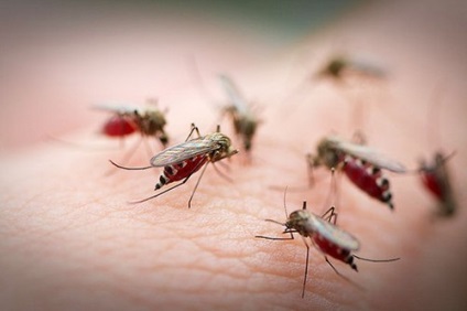 Miért szúnyogok harapás, ha vércsoport befolyásolja, és mi álmok szúnyogok