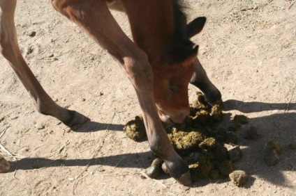 Miért a ló eszik trágya kezelés és gondozás, vezetőjére