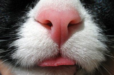 Miért orrod száraz cica