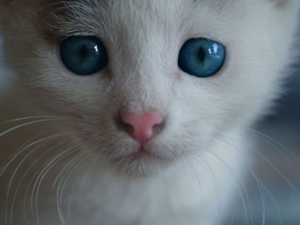 Miért orrod száraz cica