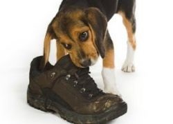 Miért kutyák harapása cipőt, és hogyan kell kezelni a mozaik newsland - megjegyzések, viták és