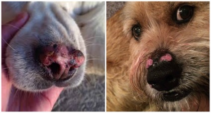 Miért van a kutya orrát világít a természetes és hazai okait és patológia