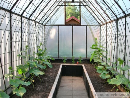 Miért hervadás uborka palántákat üvegházban