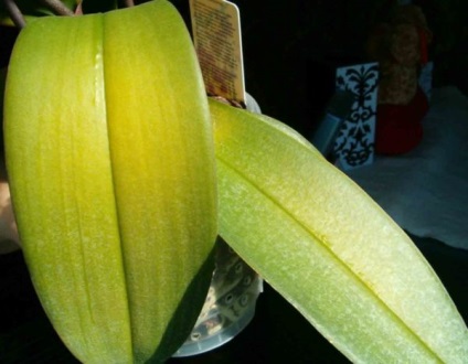 Miért levelek sárgulnak phalaenopsis orchidea és mit kell tenni
