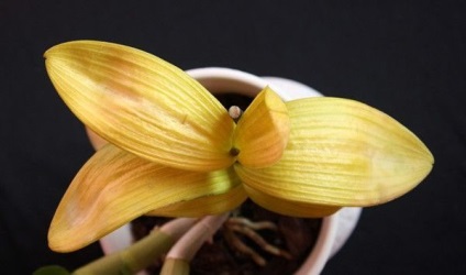 Miért levelek sárgulnak phalaenopsis orchidea és mit kell tenni