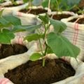 Talaj az uborka a nyílt terepen előkészítése és feldolgozása a tavaszi ültetés előtt