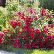 Talajtakaró rózsa a kert fenntartása, szorzás és műtrágya