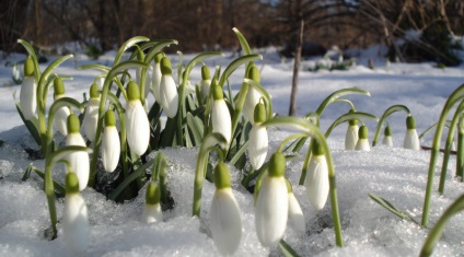 Galanthus nivalis leírása növényeket a vörös könyv, a tökéletes kert és a kertben