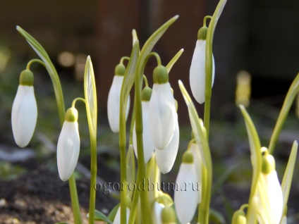 Galanthus nivalis leírása növényeket a vörös könyv, a tökéletes kert és a kertben