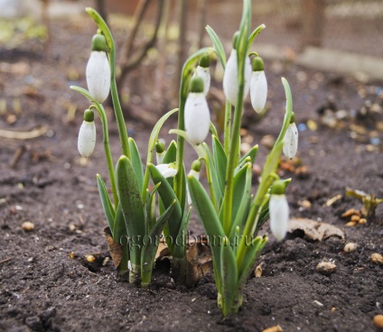 Galanthus nivalis leírása növényeket a vörös könyv, a tökéletes kert és a kertben