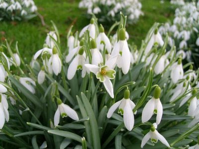 Hóvirág vagy Galanthus