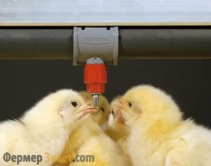 Itató berendezések csirkék, mint a saját kezét, hogy a mellbimbó Önitatók
