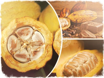 Корисні властивості масла какао і всі способи його застосування