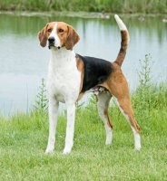 Breed Dog angol Foxhound
