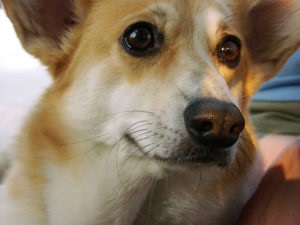 Corgi kutyafajta története a származási és tartalmi jellemzőinek