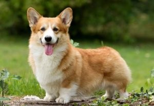 Corgi kutyafajta története a származási és tartalmi jellemzőinek