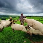 Fajta juhot egy leírást és fényképet Merino, észak-kaukázusi, Romney Marsh és mások