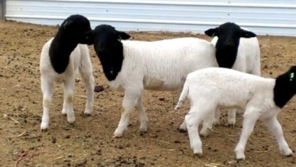 Fajta juhot egy leírást és fényképet Merino, észak-kaukázusi, Romney Marsh és mások