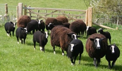 Fajta juhot egy leírást és fényképet Merino, észak-kaukázusi, Romney Marsh és mások