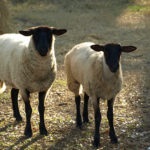 Fajta juhot egy leírást és fényképet Merino, észak-kaukázusi, Romney Marsh és mások