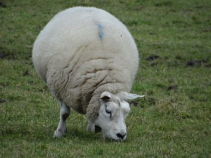 Fajta juhot egy leírást és fényképet Merino, észak-kaukázusi, Romney Marsh és mások