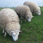 Fajta juhot egy leírást és fényképet Merino, észak-kaukázusi, Romney Marsh és mások