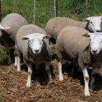 Fajta juhot egy leírást és fényképet Merino, észak-kaukázusi, Romney Marsh és mások