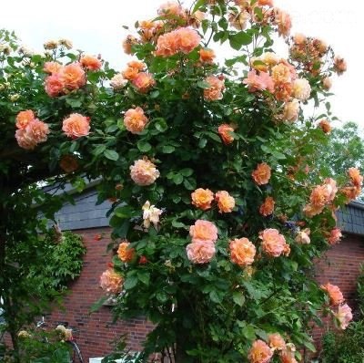 Ültetés és növekvő rózsa tavasszal szibériai tartományban télálló fajták