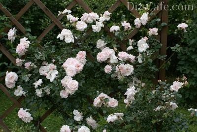 Ültetés és növekvő rózsa tavasszal szibériai tartományban télálló fajták