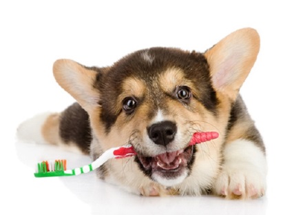 Az ok, amiért a kutya szag a száj rothadás vagy penészes dolgokat, mit kell tenni