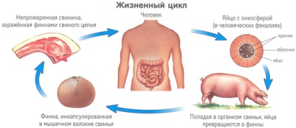 Milyen hőmérséklet meghalni pinworm tojás férgek hal és hús