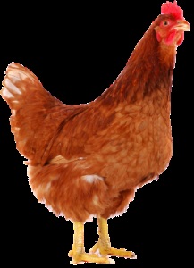 Védőoltások csirkék otthon