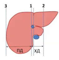 Méretek a máj és az epehólyag ultrahang (Lecture on diagnostere) (máj) Méretek a máj és az epehólyag ultrahang (Lecture on diagnostere)