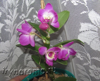 A szaporodási orchidea Dendrobium nobile bevágások, ízek és színek a egészségügyi szépség