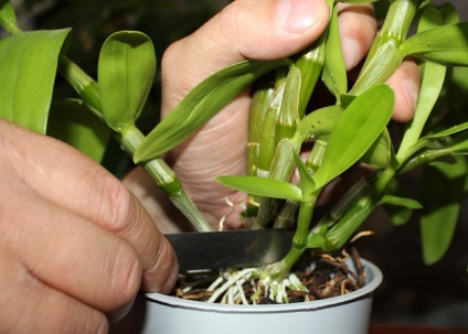 Szaporítás dugványozással orchidea otthon alapvető szabályok és követelmények