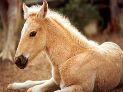 Розведення коней - сайт про коней