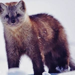 Tenyésztési sable - a fogvatartási körülmények, képek és videó