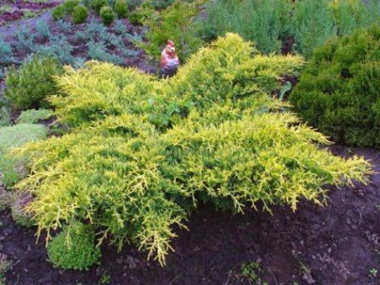 Echinacea kert - ültetés és gondozás, fotó, növény kert