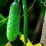 Echinacea kert - ültetés és gondozás, fotó, növény kert
